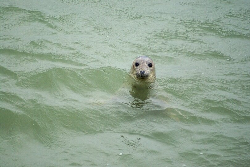 grey seal - southend pier