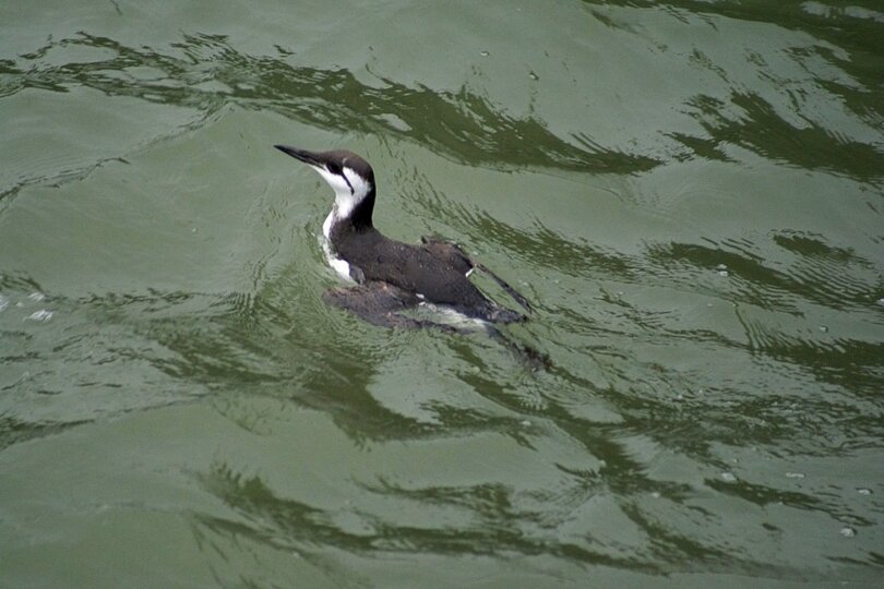 Guillemot - southend pier