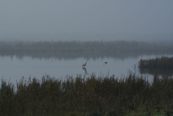 RSPB Rainham Marshes