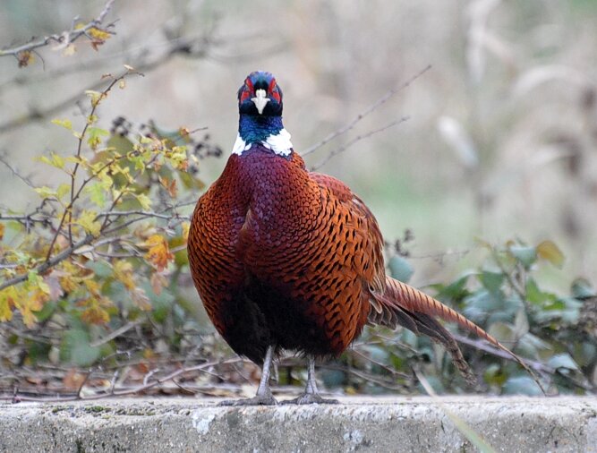 Common Pheasant at Rainham