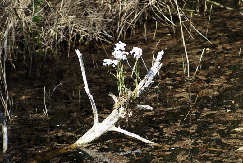 Cucloo Flower at Stodmarsh