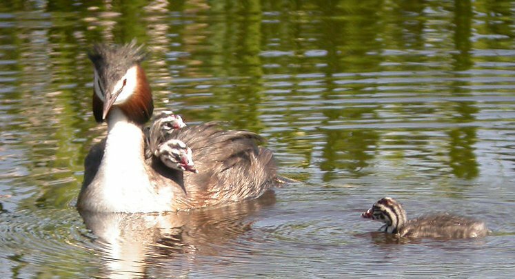 Great Crested Grebe at Strumpshaw Fen