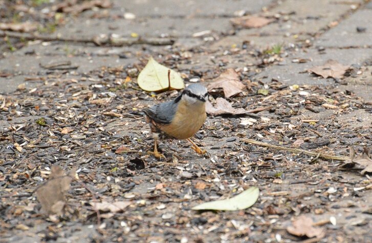 Nuthatch Thorndon Country Park