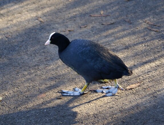 Coot at WWT London Wetland Centre