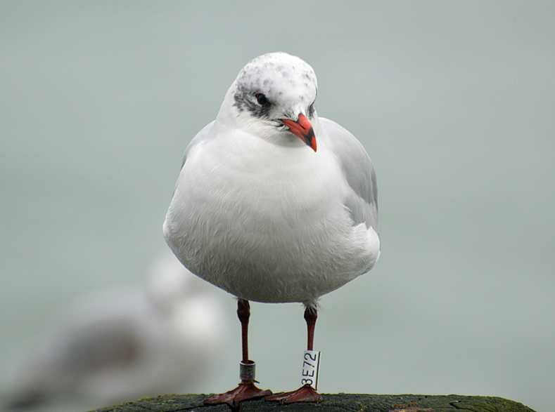 Mediterranean Gull 