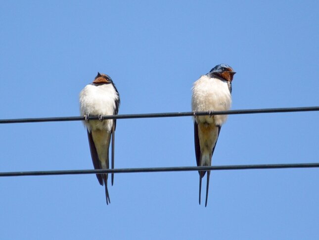 Swallows