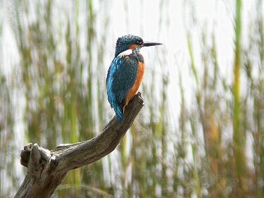 Kingfisher from bittern hide