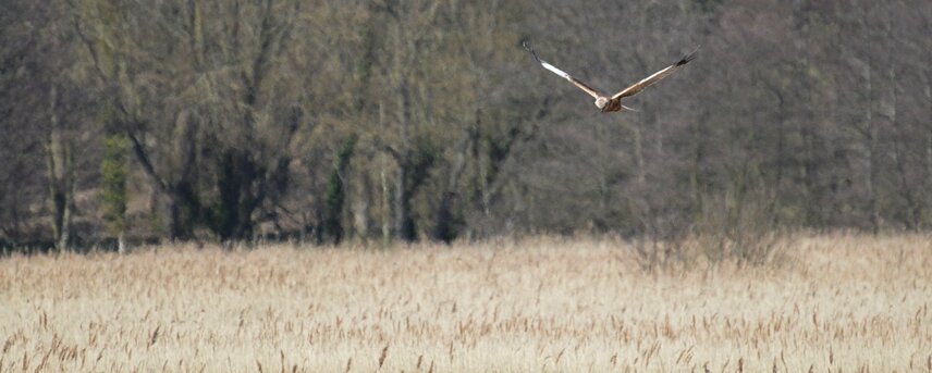 Marsh Harrier at RSPB Minsmere