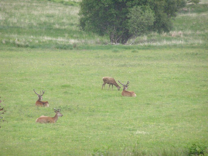 Red Deer