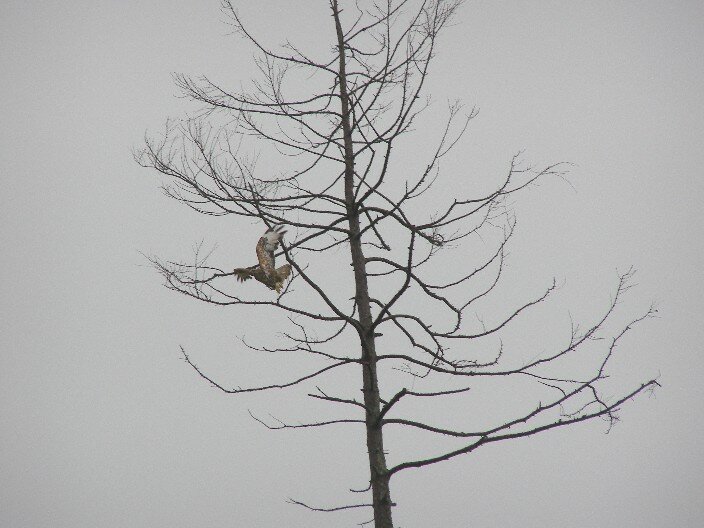 Common Buzzard