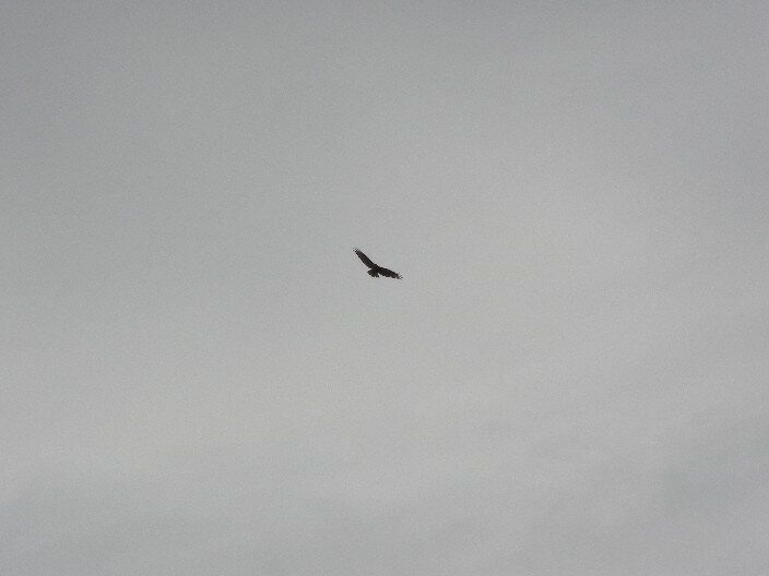 Common Buzzard