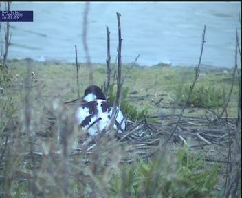 Avocet