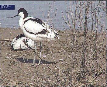 Avocets