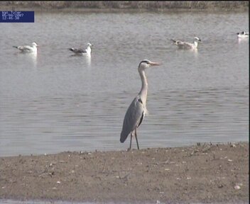 Grey Heron