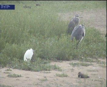 Little Egret and Grey Herons