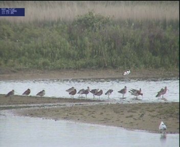 Black-tailed Godwit