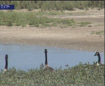 Canada Geese