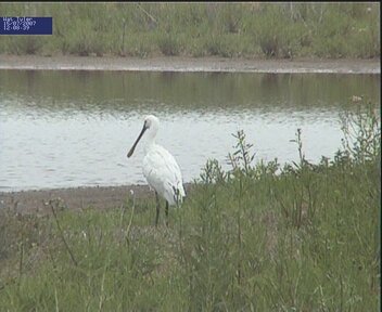 Spoonbill