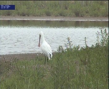 Spoonbill