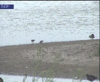 Common Sandpipers