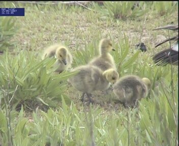 Goslings