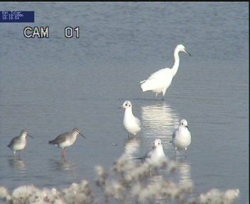 Greenshank Redshank and Egret