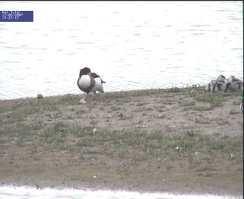 Shelduck with chicks