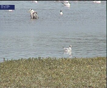 Heron takes a bath!