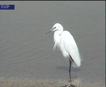 Little Egret