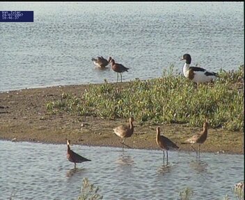 Black-tailed Godwit