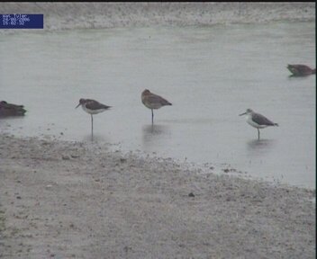 Greenshank and Godwit