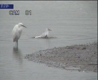 Little Egret