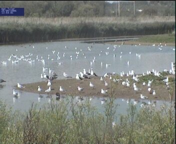 High tide gull roost at Wat Tyler