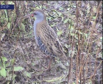 Water Rail