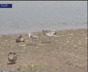 Greenshank and Black-tailed Godwit