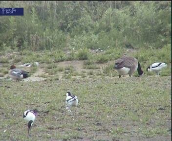 Late Wigeon